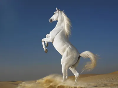 Картинки лошадей красивые на заставку - 83 фото