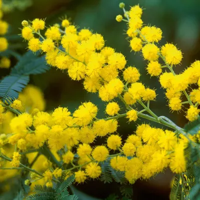 Букет из мимозы и ранункулюсов - заказать доставку цветов в Москве от Leto  Flowers