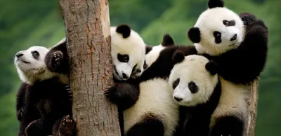 10 гифок, доказывающих, что панды — это самые милые и забавные существа в  мире | Мур ТВ