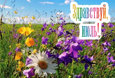 С первым днем лета: красивые и прикольные картинки для поздравлений на 1  июня - МК Новосибирск