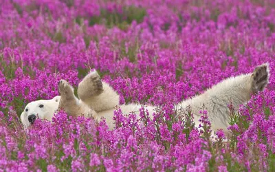 Природа + Красивые цветы , забавные животные. | Facebook