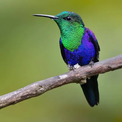 Красивые фото природы от National Geographic. | Пикабу
