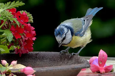 Красивые картинки птицы и цветы - 61 фото