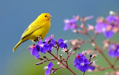 Птицы в цветах (49 лучших фото)
