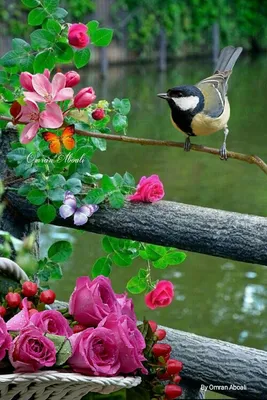 Цветы и птицы - фото и картинки: 62 штук
