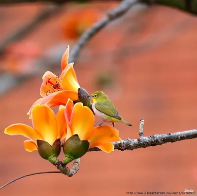Красивые фотографии птиц и весенних цветов. Обсуждение на LiveInternet -  Российский Сервис Онлайн-Дневников