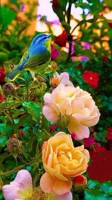 Pin by Людмила Ланина on Ароматы природы. | Beautiful flowers garden,  Exotic flowers, Beautiful flowers