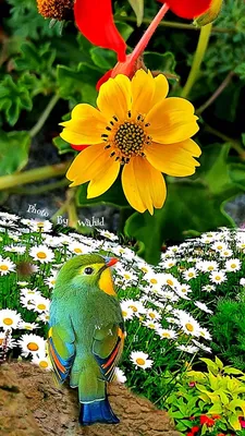 Картина двух птиц на ветке с цветами. | Премиум Фото