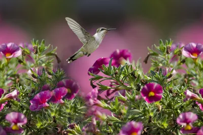 Купить Алмазная картина Красивый цветок магнолии и пейзаж с птицами и  деревьями Вышивка крестиком | Joom