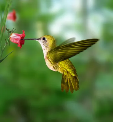 Фонтан с птицами и цветами - 73 фото