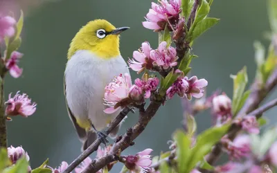 Красивые птицы и цветы картинки - 79 фото