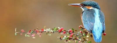 Картинки с птичками и цветами (70 фото) » Картинки и статусы про окружающий  мир вокруг