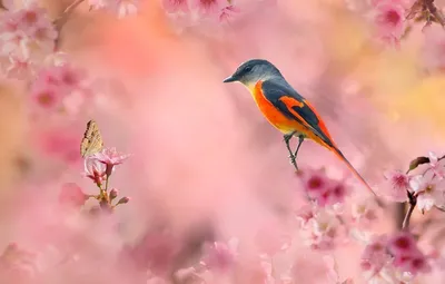 Птицы в цветах (49 лучших фото)
