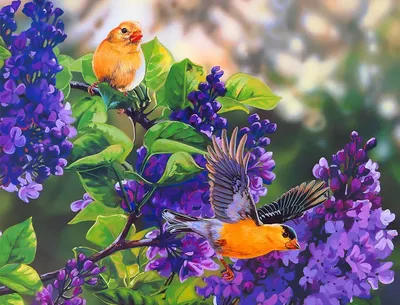 Птицы и цвети - картинки и фото poknok.art