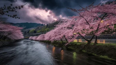 Красивые Сакура или вишневые деревья с розовыми цветками весной против  голубого неба Стоковое Фото - изображение насчитывающей средства, цвет:  147244576