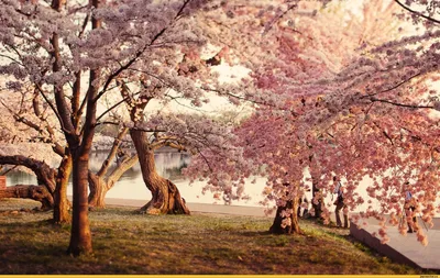 сакура цветет на раскачивающихся ветках красивые нежные белоголосые цветы  на небе. фон естественной весной Стоковое Фото - изображение насчитывающей  пинк, красивейшее: 237746540