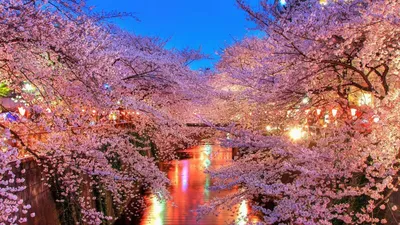 Красивый вишневый цвет, розовый цветок Сакуры с голубым небом весной  Стоковое Фото - изображение насчитывающей вишня, ландшафт: 112119416