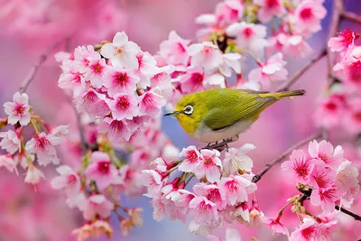 Красивые Розовые Цветы Сакуры Цветут В Парке Сакура — стоковые фотографии и  другие картинки Апрель - iStock