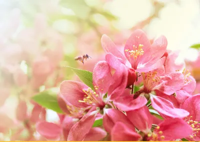Розовые цветки японской вишни распускаются весной. Красивые цветы на ветках  сакуры на фоне голубого неба. Stock Photo | Adobe Stock