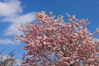 весной в день матери женщины расцвели красивые розовые цветки сакуры.  розовый природный любовь сакура Стоковое Изображение - изображение  насчитывающей красивейшее, город: 218868865