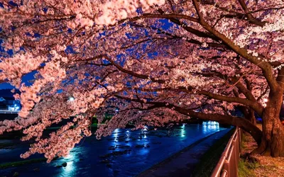 Весна — лучшее время, чтобы любоваться Сакурой в Японии. Самые красивые  фото японской достопримчетальности | GAKU.RU — Жизнь и Образование в Японии  | Дзен