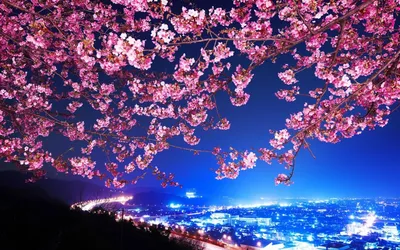 Красивые Розовые Цветы Вишни Японское Дерево Сакуры — стоковые фотографии и  другие картинки Hanami - iStock