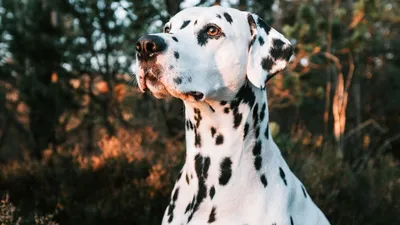 Породистые собаки - красивые картинки (69 фото)