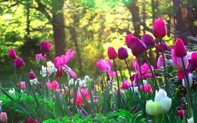 Композиция с красивыми весенними цветами на светлом фоне крупным планом ::  Стоковая фотография :: Pixel-Shot Studio
