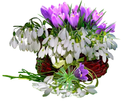 Красивая Цветочная Весенняя Граница Цветущий Жасминовый Куст Зеленом Фоне  Мягкий стоковое фото ©Konstanttin 660607198