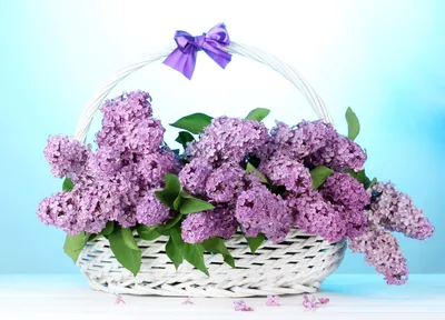 Фотография фиолетовая Цветы Сирень корзины 4676x3372