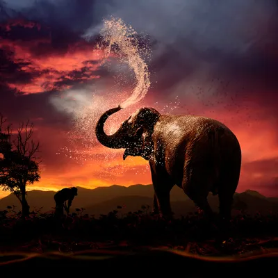 Красивые Картины Заката Восхода Солнца Африке Слонами Жирафами стоковое  фото ©Schwerin 374398684