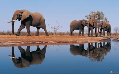 Слоны. Невероятные, удивительные и интересные факты. - YouTube