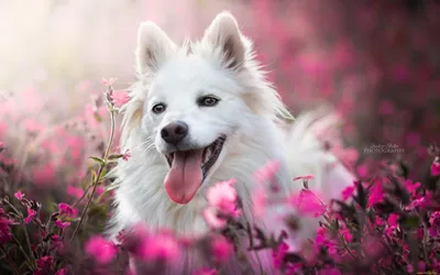Самых красивых собак в мире показали в Сети - Питомцы Mail.ru
