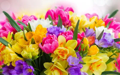 Pin di Rozа su Весна | Sfondi floreali, Tulipani, Tulipani rosa
