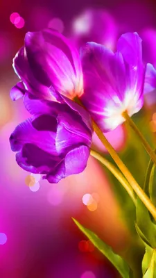 Весенний букет ярких тюльпанов | Обои для телефона