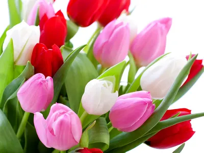 Красивые Тюльпаны, Свежие Весенние Цветы, Клумба Фотография, картинки,  изображения и сток-фотография без роялти. Image 54952688