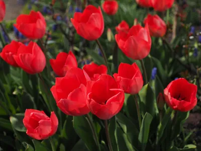 Красивые Нежные Светлорозовые Цветы Тюльпанов Весной — стоковые фотографии  и другие картинки Тюльпан - iStock