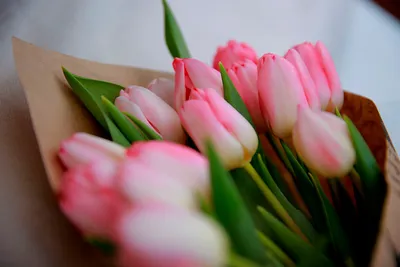 Разноцветное Поле Тюльпанов Красивые Тюльпаны Весной Яркие Цвета  Натуральных Цветов — стоковые фотографии и другие картинки Тюльпан - iStock