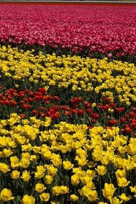Весна цветы, тюльпаны, природа, растение, цветок фото, обои на рабочий стол