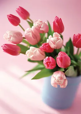 Красивые цветы тюльпаны (47 фото) - 47 фото