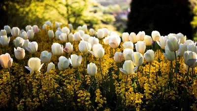 Посмотри. - Крокусы – очень красивые весенние цветы. | Facebook