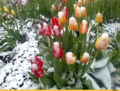 свежие красивые тюльпаны весна красочная яркая тема лист мама голландия  Фото Фон И картинка для бесплатной загрузки - Pngtree