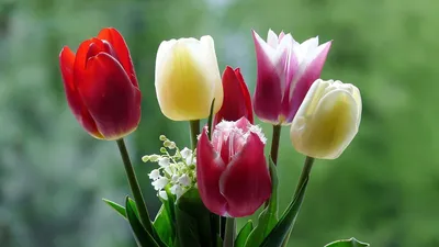 Красивые тюльпаны привлекательности пейзажа весны в цветени Редакционное  Фотография - изображение насчитывающей женщина, весна: 112946667