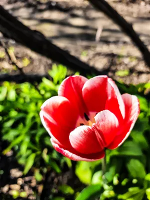 Картинки на телефон красивые весна тюльпаны (70 фото) » Картинки и статусы  про окружающий мир вокруг