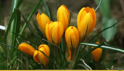 один тюльпан цветок в весенний сезон красота красивые тюльпаны Фото Фон И  картинка для бесплатной загрузки - Pngtree