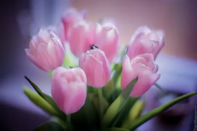Красивые Тюльпаны Весной Разнообразие Весенних Цветов Цветущих В Красивом  Саду Ландшафтный Дизайн Клумбы Тюльпанов — стоковые фотографии и другие  картинки Tulip Rose - iStock