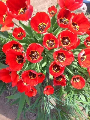 Красивые цветы тюльпана на цветном деревянном фоне. Здравствуй весна ::  Стоковая фотография :: Pixel-Shot Studio