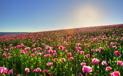 Картинки тюльпаны весна красивые букеты (69 фото) » Картинки и статусы про  окружающий мир вокруг