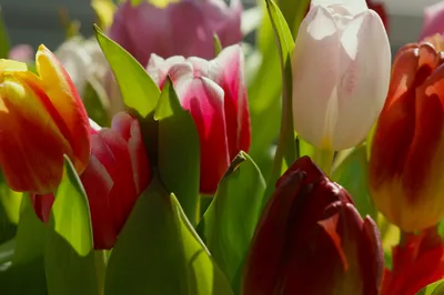картинки : Тюльпаны, природа, цветущее растение, тюльпан, лепесток, белый,  lady tulip, весна, ботаника, Стебель растения, луг, Плантация, Семейство  лилий, бутон, Дикий цветок, Многолетнее растение 2304x1536 - yancfei -  1605356 - красивые картинки - PxHere