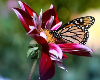 Картинки бабочки и цветы - 66 фото